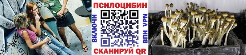 закладка  Александровск  omg зеркало  Галлюциногенные грибы Psilocybe 