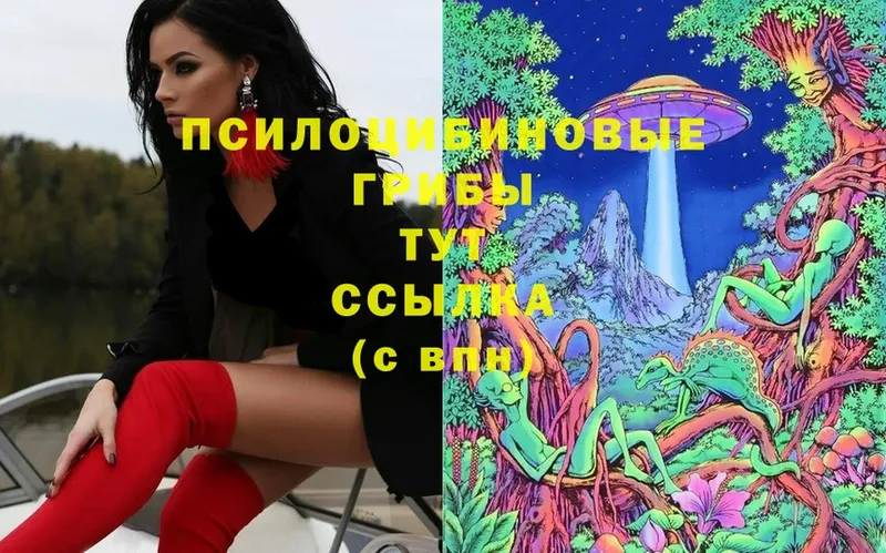 Псилоцибиновые грибы Magic Shrooms  Александровск 